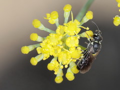Hylaeus gibbus