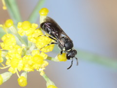 Hylaeus gibbus