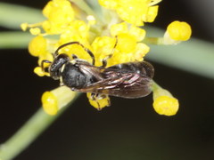 Hylaeus gibbus
