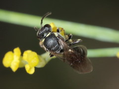 Hylaeus gibbus
