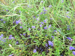 Scutellaria scordifolia