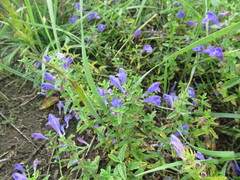 Scutellaria scordifolia