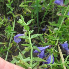 Scutellaria scordifolia