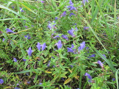 Scutellaria scordifolia