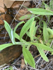 Helichrysum stenopterum
