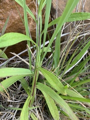 Helichrysum stenopterum