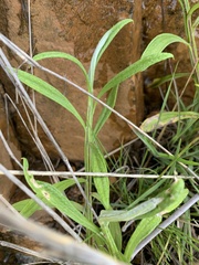 Helichrysum stenopterum