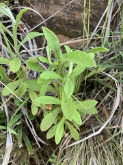 Helichrysum stenopterum
