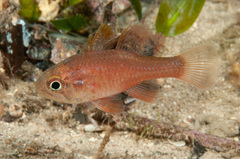 Vincentia novaehollandiae