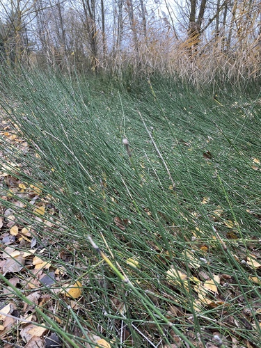 Equisetum × moorei iNat (1)