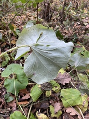 Petasites spurius