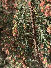 Passerina montana