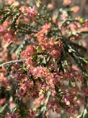 Passerina montana