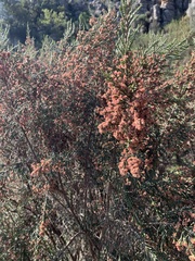 Passerina montana