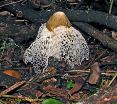 Phallus merulinus