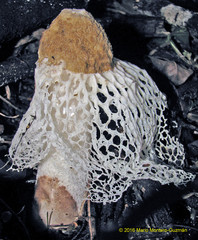 Phallus merulinus