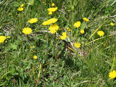 Pilosella lactucella