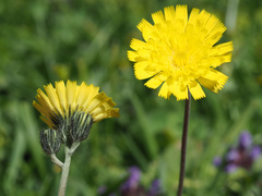 Pilosella lactucella