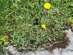 Pilosella lactucella