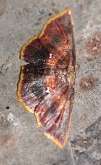 Chrysocraspeda sanguinea