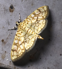 Haritalodes