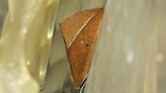 Compsoptera opacaria