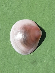 Semelidae
