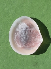 Semelidae