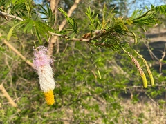 Dichrostachys