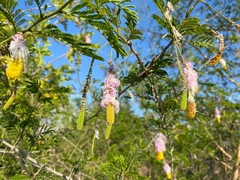 Dichrostachys