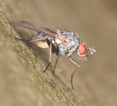Emmesomyia