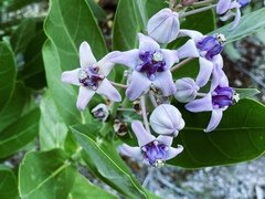 Calotropis gigantea