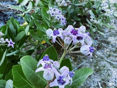 Calotropis gigantea