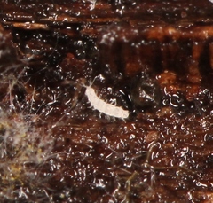 Pauropoda