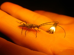 Aristogitus cylindricus