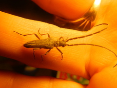 Aristogitus cylindricus