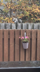 Sciurus carolinensis