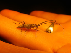 Aristogitus cylindricus