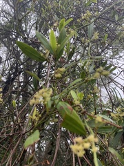 Cephalanthus natalensis