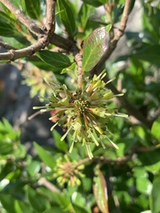 Cephalanthus natalensis