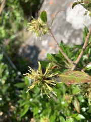 Cephalanthus natalensis
