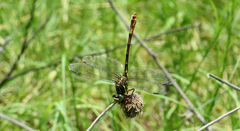 Aphylla angustifolia