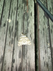 Lymantria mathura subpallida