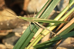 Acrida cinerea