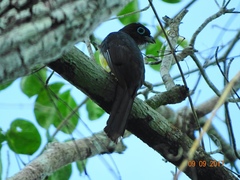 Trogon