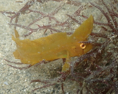 Cristiceps aurantiacus