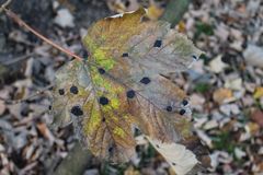 Rhytisma acerinum