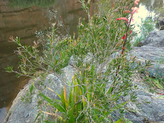 Melaleuca paludicola