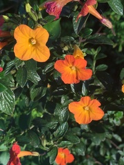 Streptosolen