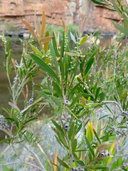 Melaleuca paludicola